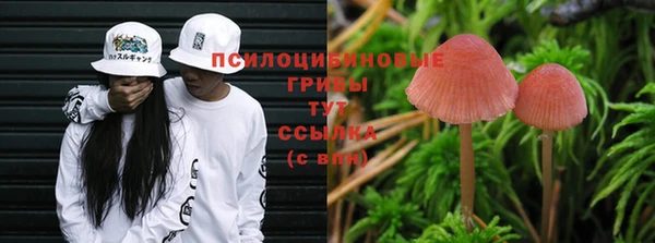 ГАЛЛЮЦИНОГЕННЫЕ ГРИБЫ Белокуриха